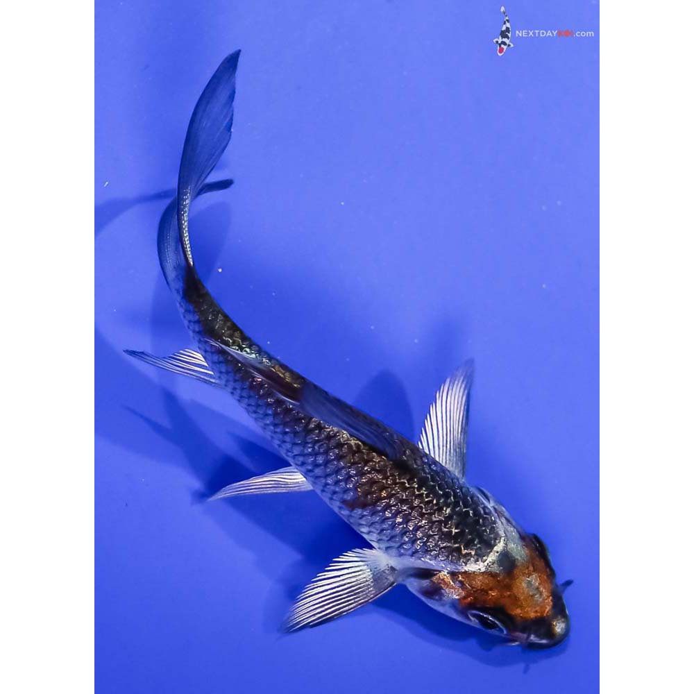 3” Imported Gin Rin Kujaku Butterfly Koi