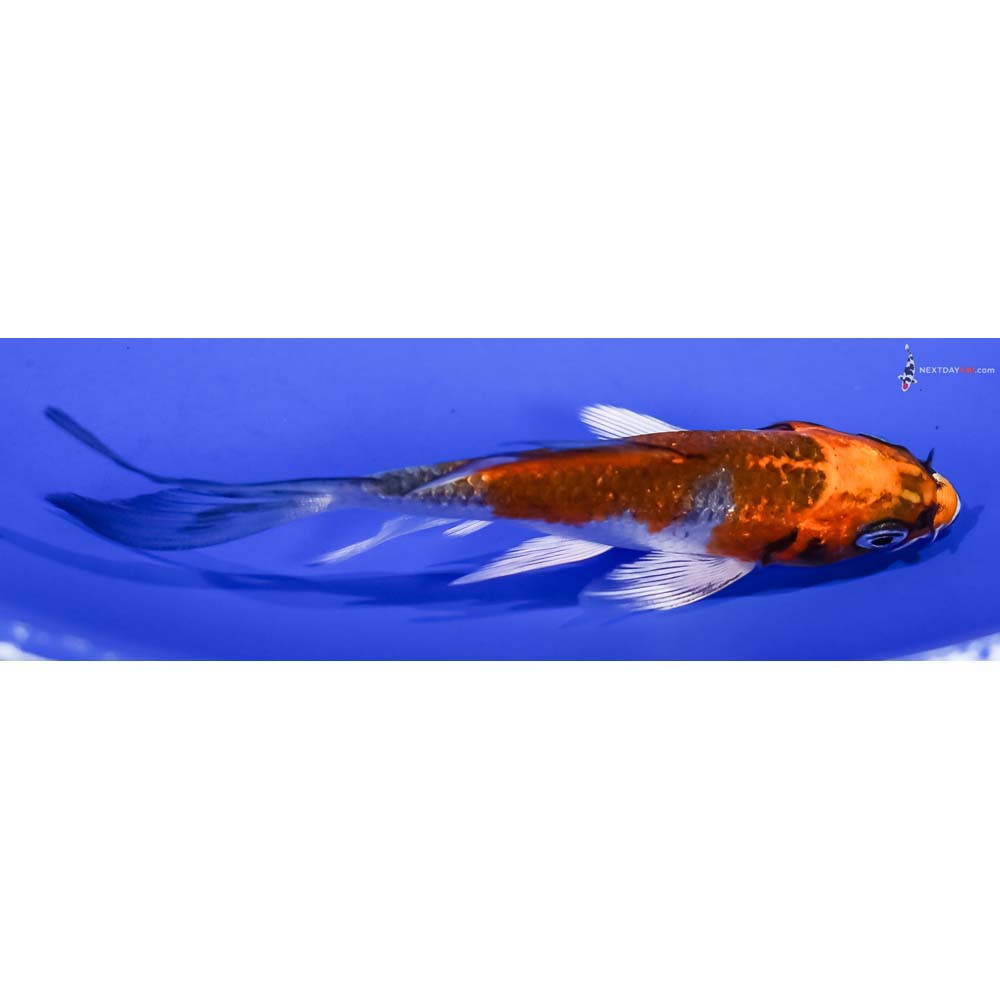 3.5” Imported Kujaku Butterfly Koi