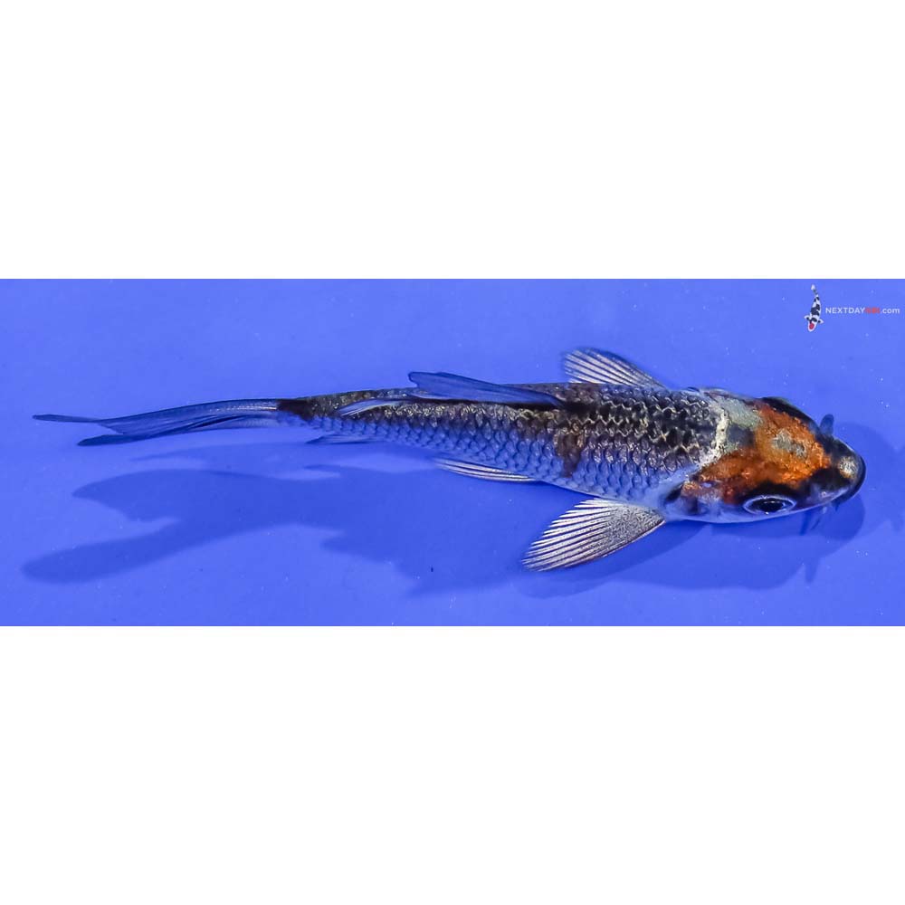 3” Imported Gin Rin Kujaku Butterfly Koi