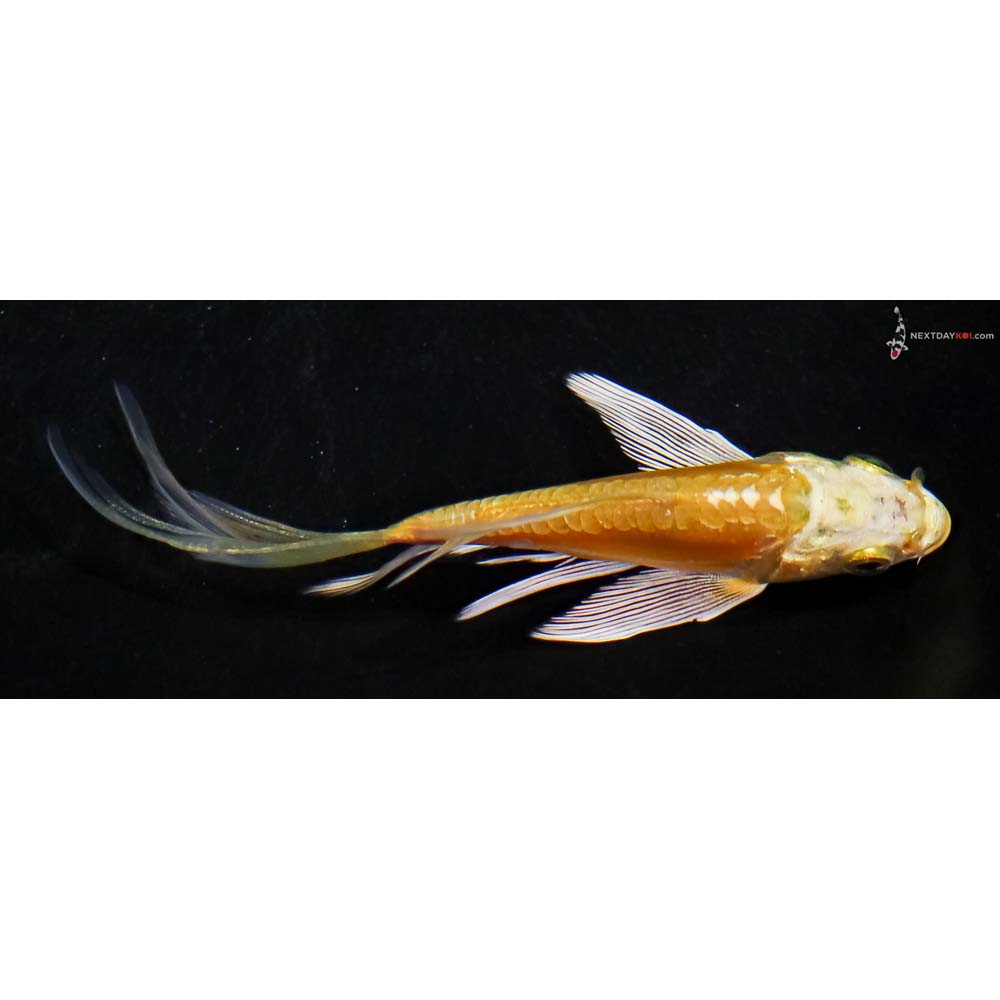 3.5” Imported Doitsu Yamabuki Ogon Butterfly Koi