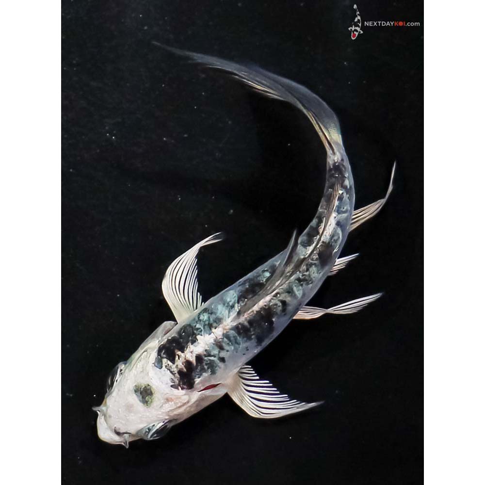 3.5” Imported Doitsu Blue Gin Shiro Bekko Butterfly Koi