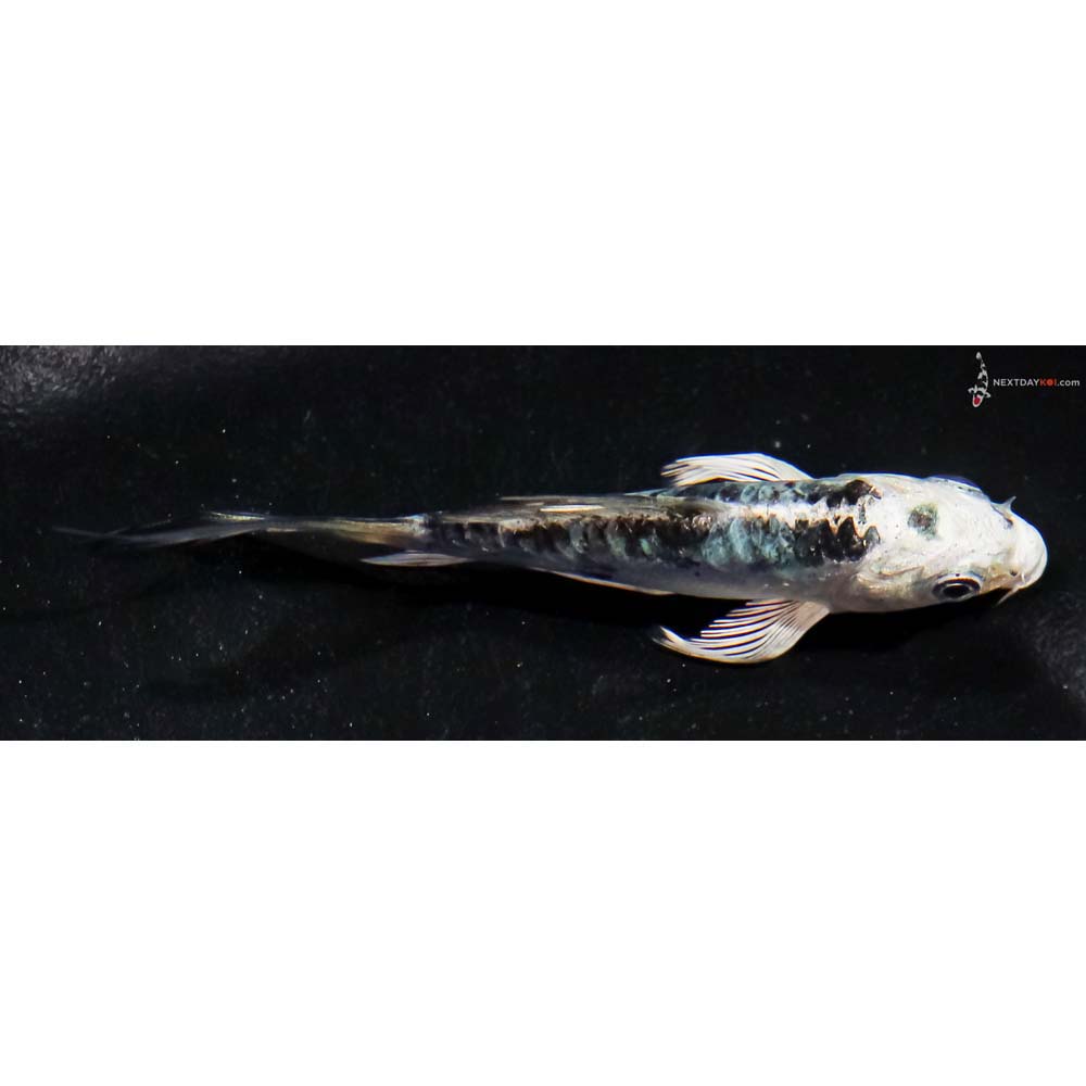 3.5” Imported Doitsu Blue Gin Shiro Bekko Butterfly Koi