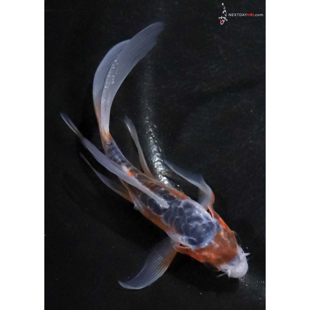 4” Imported Shusui Butterfly Koi