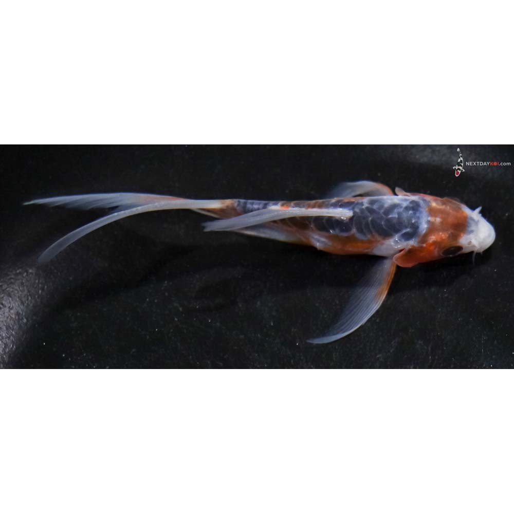 4” Imported Shusui Butterfly Koi