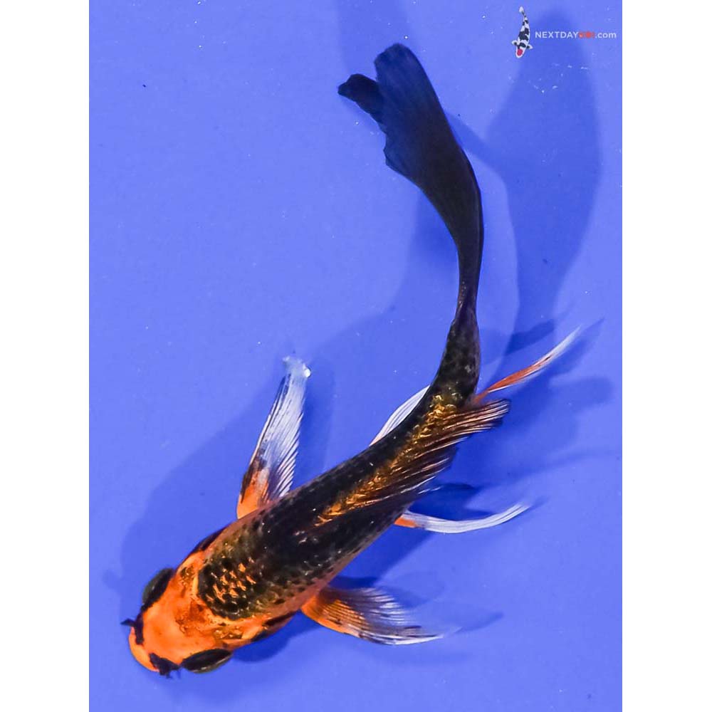 4” Imported Orenji Matsuba Butterfly Koi