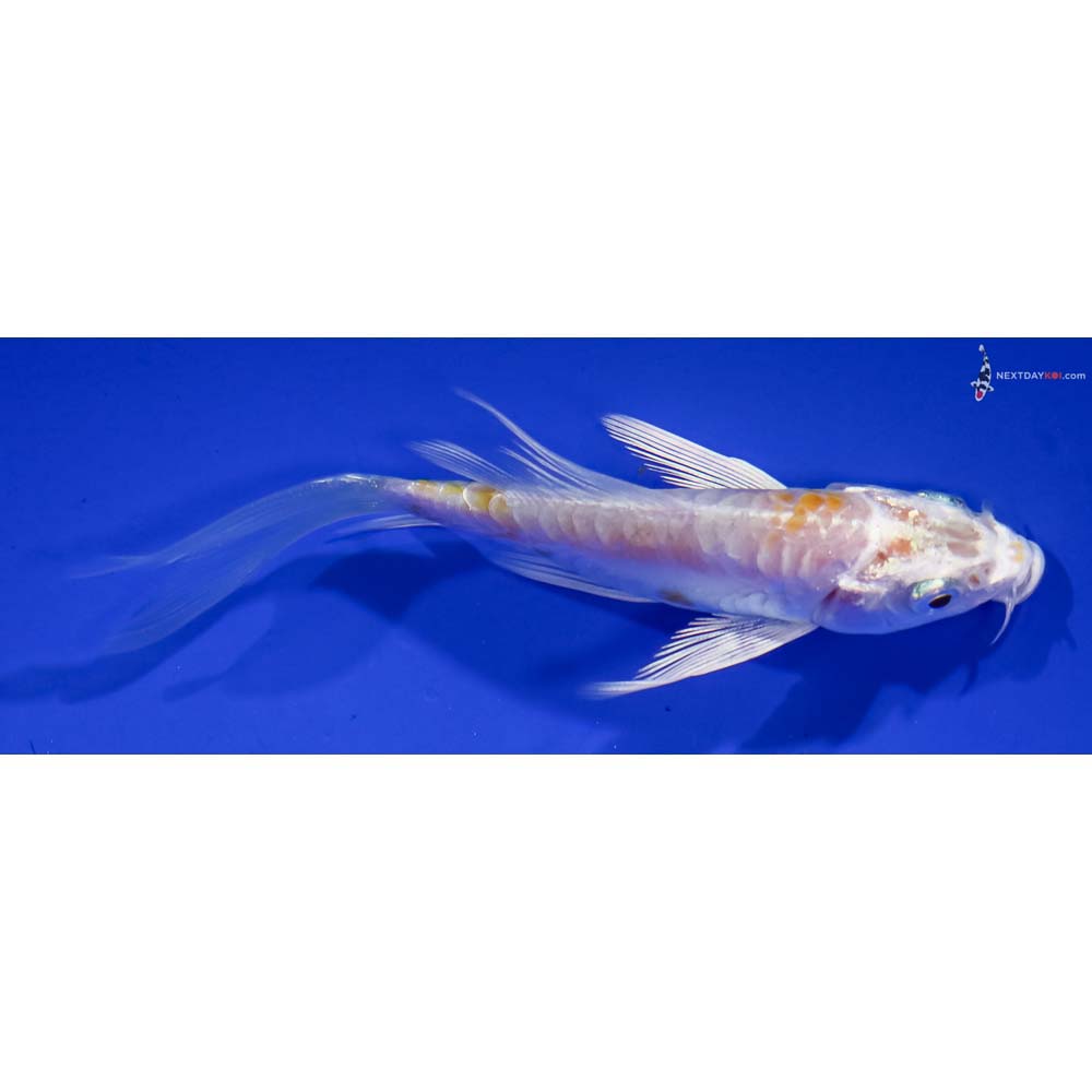 4” Imported Doitsu Lemon Hariwake Butterfly Koi