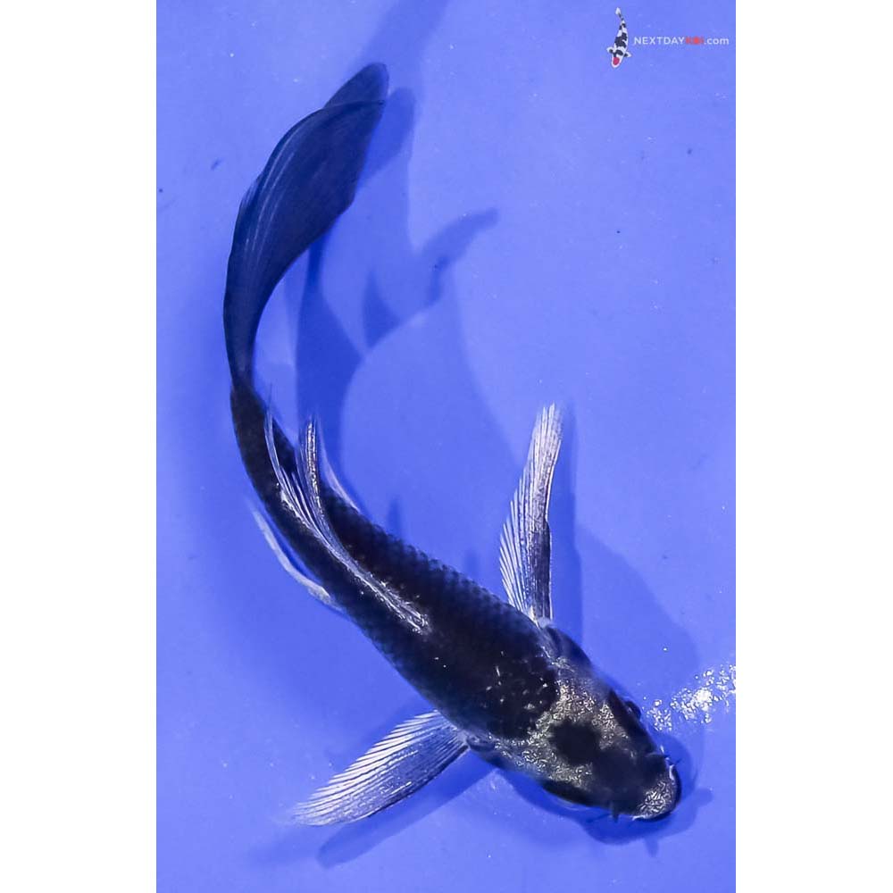 4” Imported Gin Matsuba Butterfly Koi