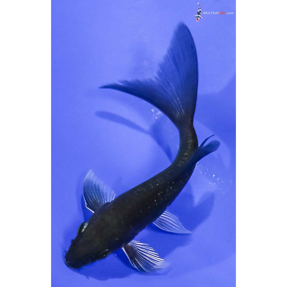 4” Imported Chagoi Butterfly Koi