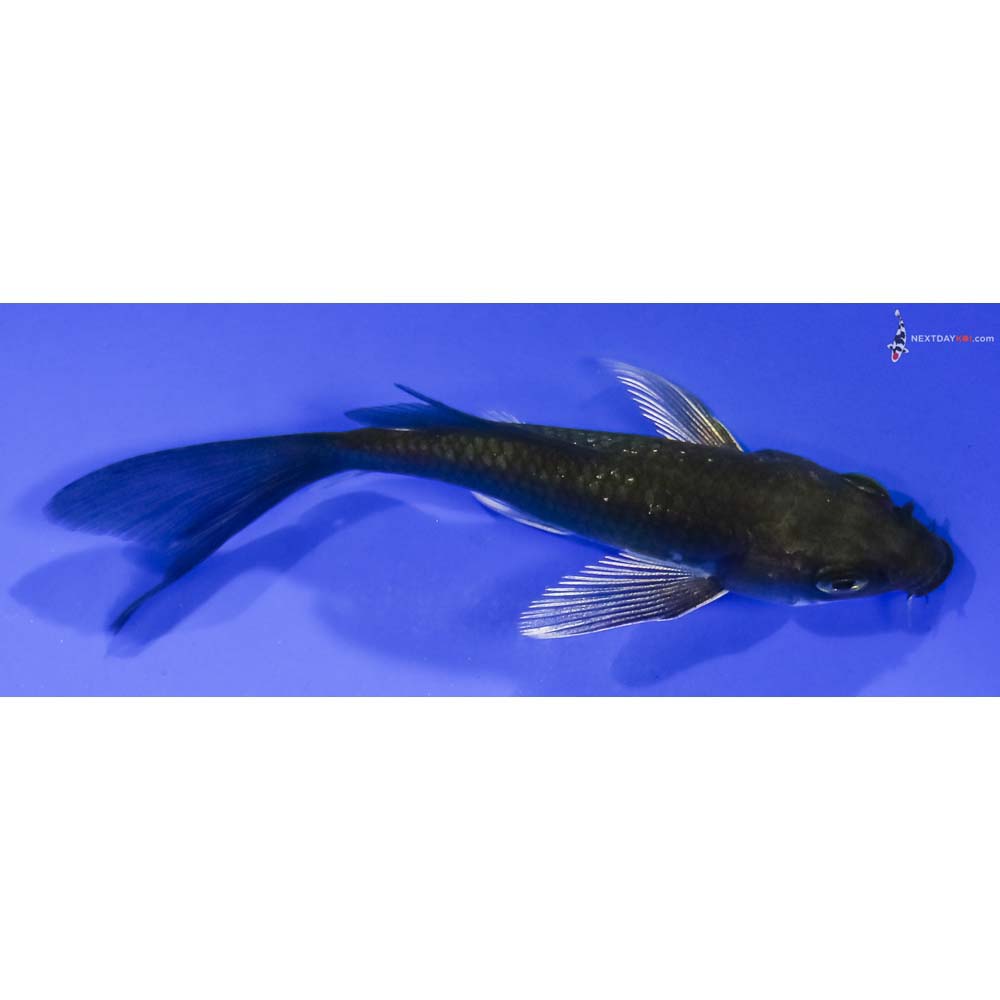 4” Imported Chagoi Butterfly Koi