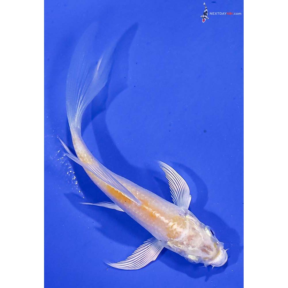 4” Imported Lemon Hariwake Butterfly Koi