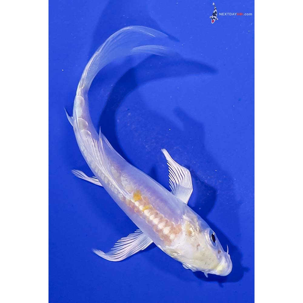 3.5” Imported Doitsu Lemon Hariwake Butterfly Koi