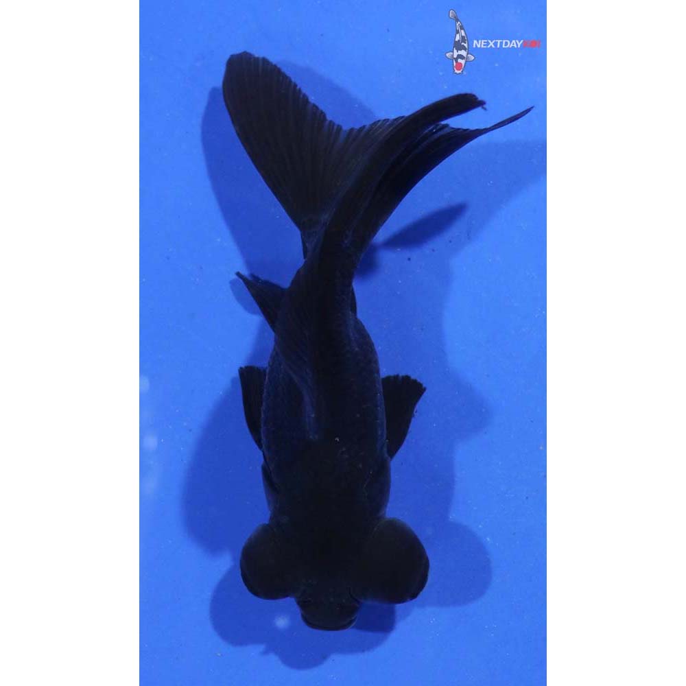 3” Imported Black Telescope Fantail