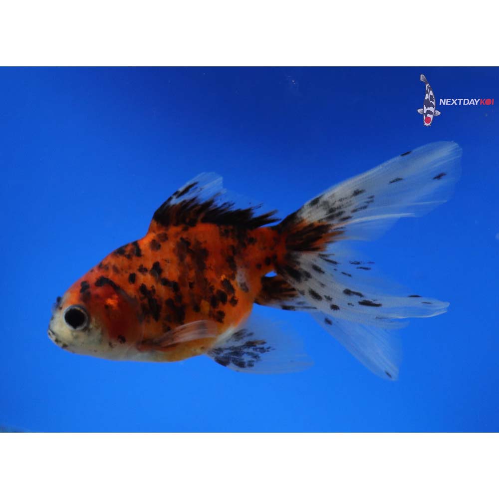 4.5” Imported Calico Fantail