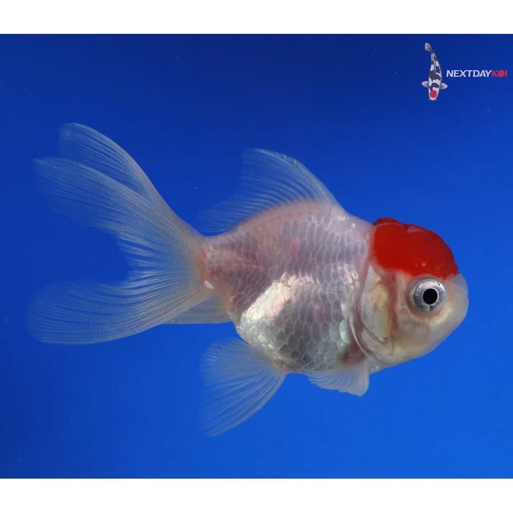 3.5” Imported Redcap Oranda