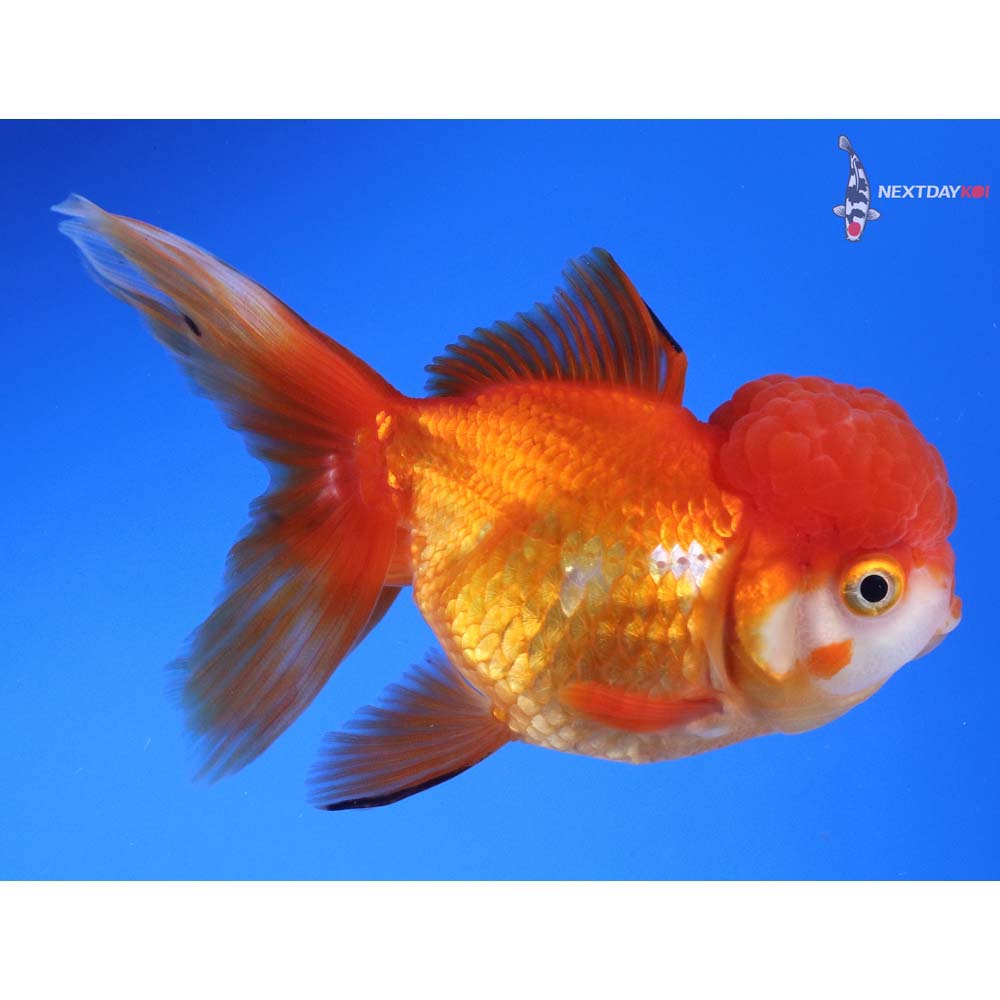 4.5” Imported Red and White Oranda