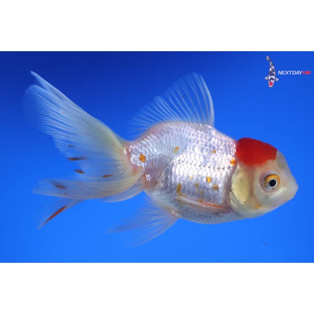 5” Imported Red and White Oranda