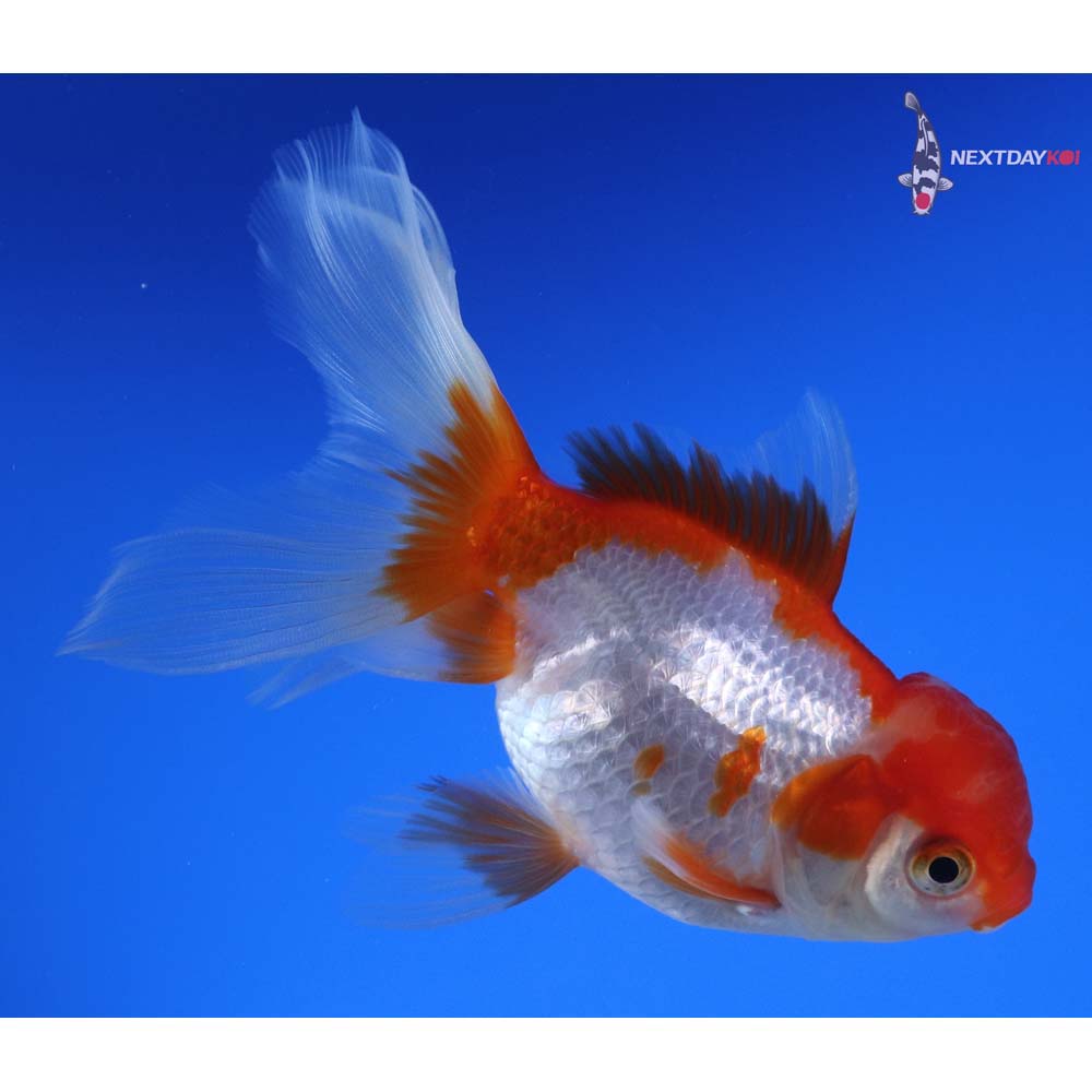 5” Imported Red and White Oranda