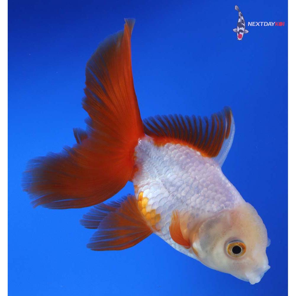 5.5” Imported Red and White Oranda
