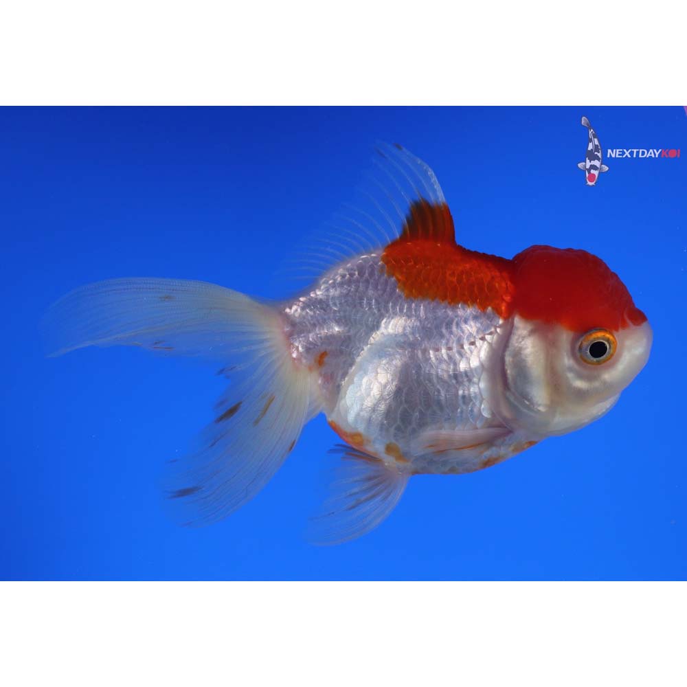 4.5” Imported Red and White Oranda