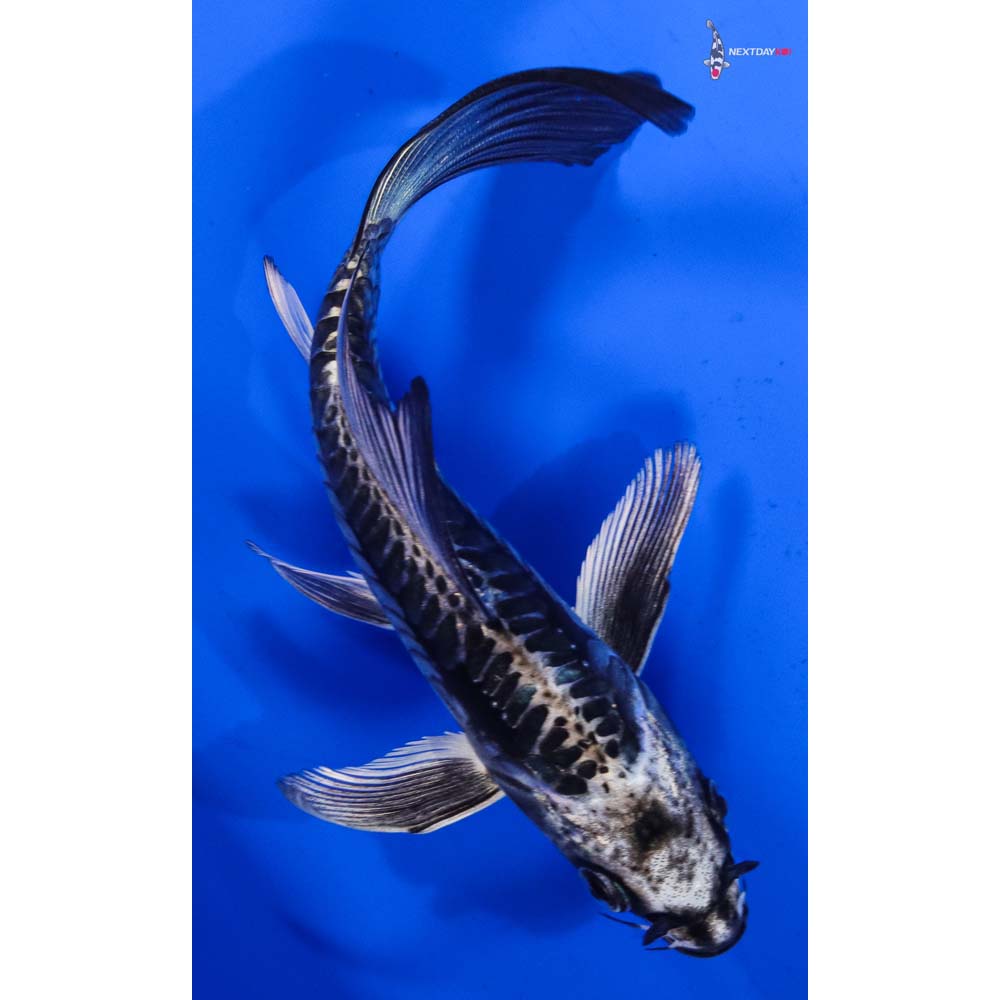 6” Imported Armor Scaled Kikokuryu Butterfly Koi
