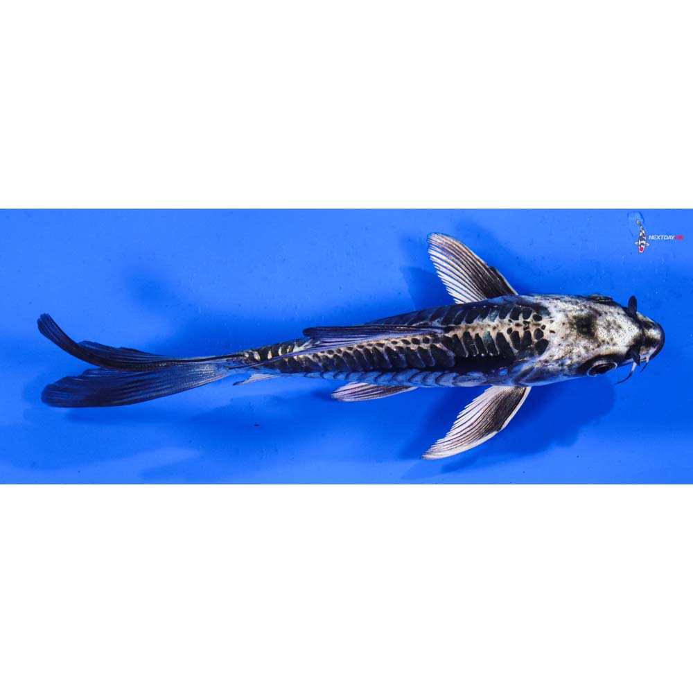 6” Imported Armor Scaled Kikokuryu Butterfly Koi