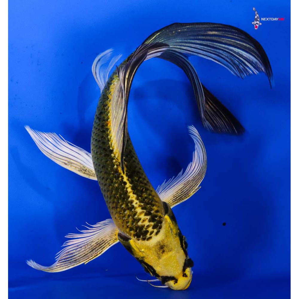7” Imported Ki Matsuba Butterfly Koi