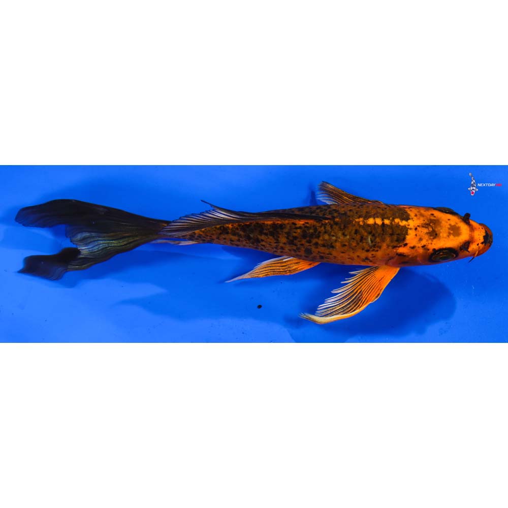 7” Imported Orenji Matsuba Butterfly Koi