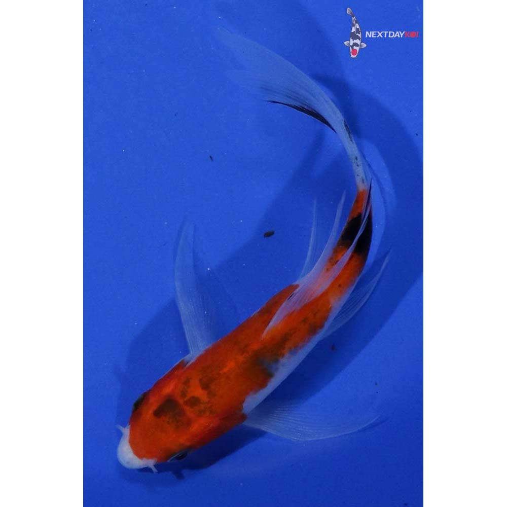 4.5” Imported Sanke Butterfly Koi