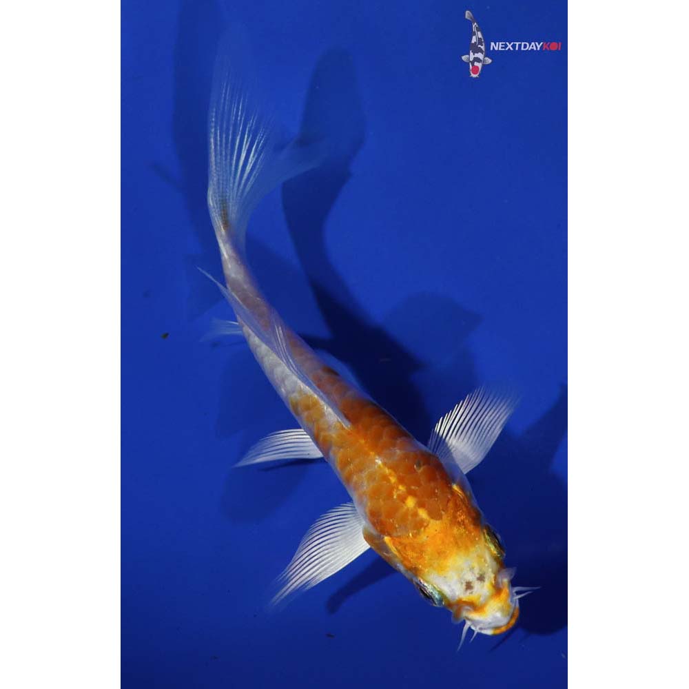 4” Imported Armored Scale Hariwake Butterfly Koi