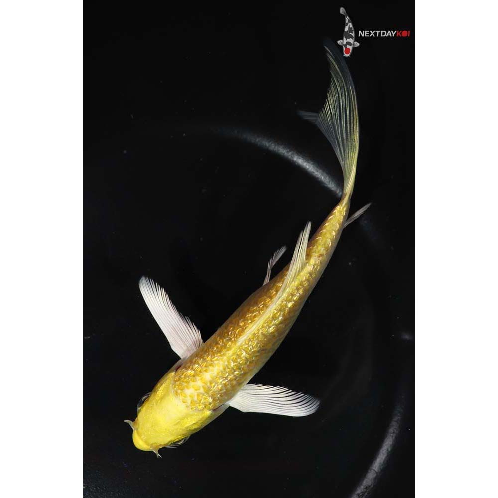5” Imported Gin Rin Yamabuki Ogon Butterfly Koi