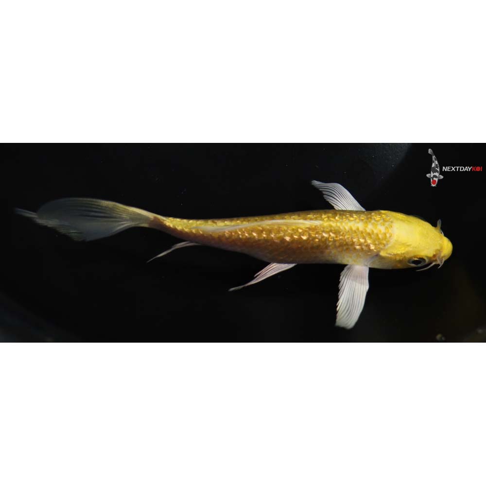 5” Imported Gin Rin Yamabuki Ogon Butterfly Koi