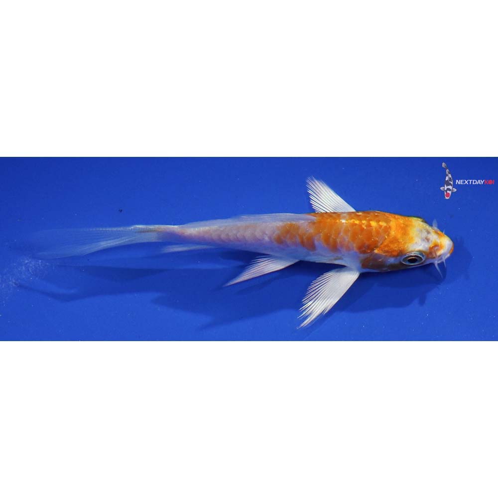 4” Imported Armored Scale Hariwake Butterfly Koi