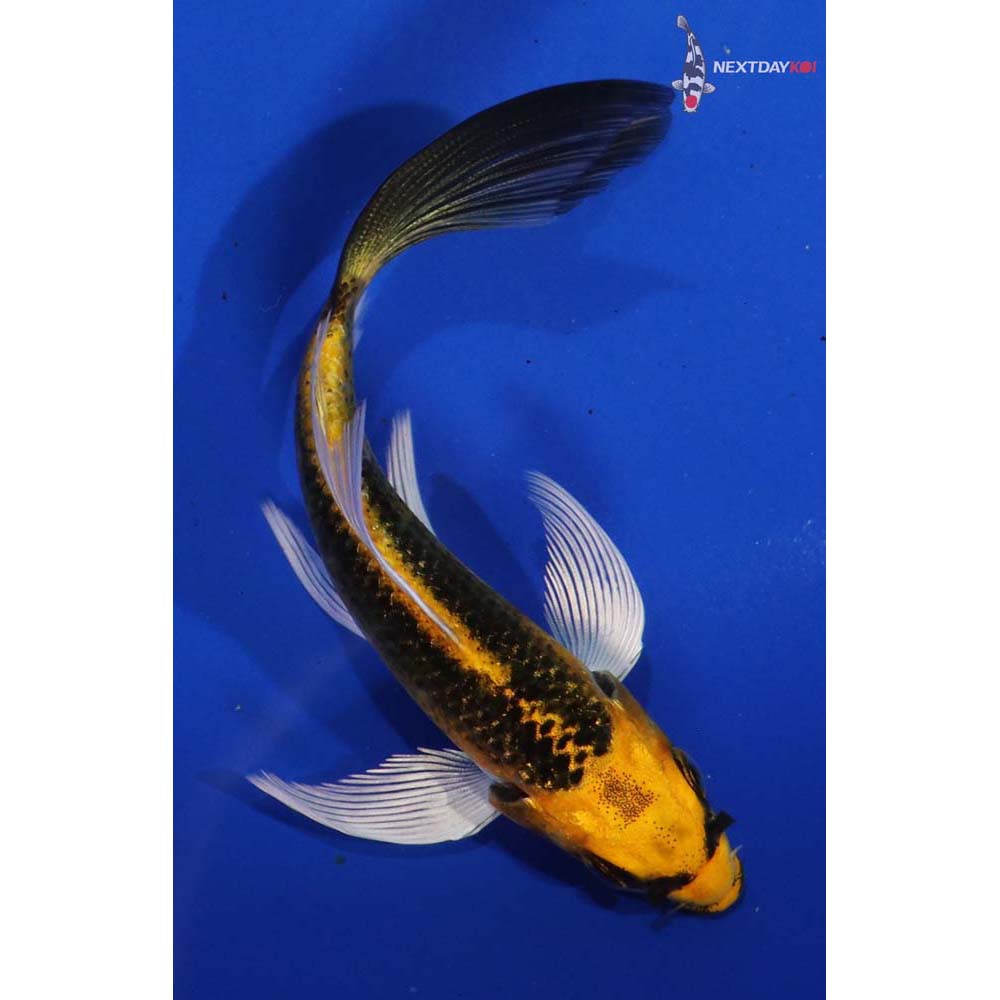 5” Imported Kujaku Butterfly Koi