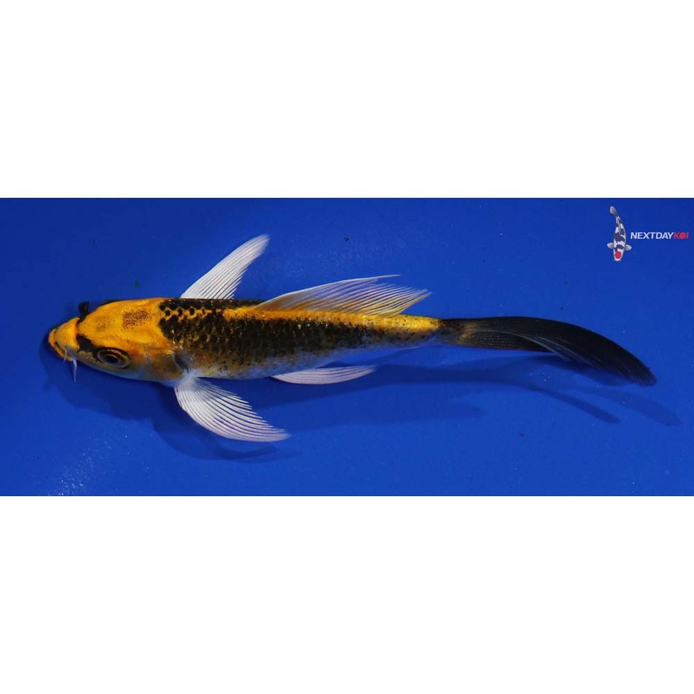 5” Imported Kujaku Butterfly Koi