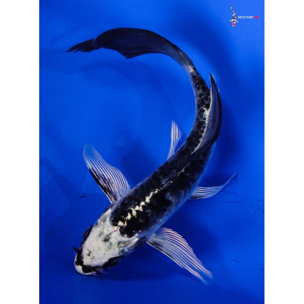 5” Imported Armor Scaled Gin Matsuba Butterfly Koi