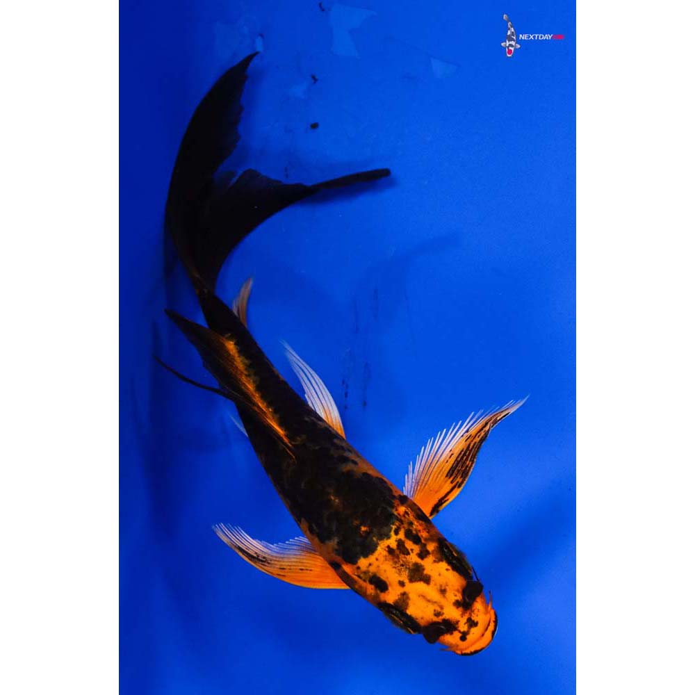 5” Imported Orenji Matsuba Butterfly Koi