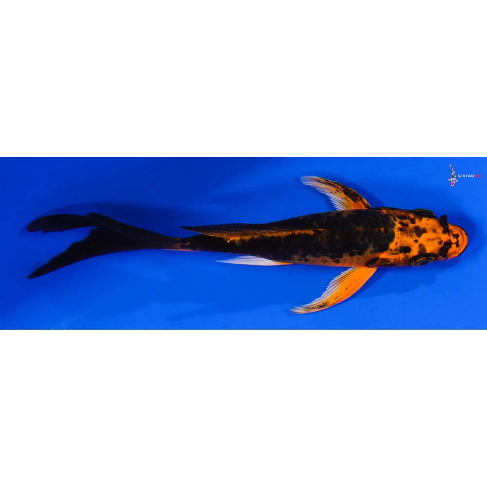 5” Imported Orenji Matsuba Butterfly Koi