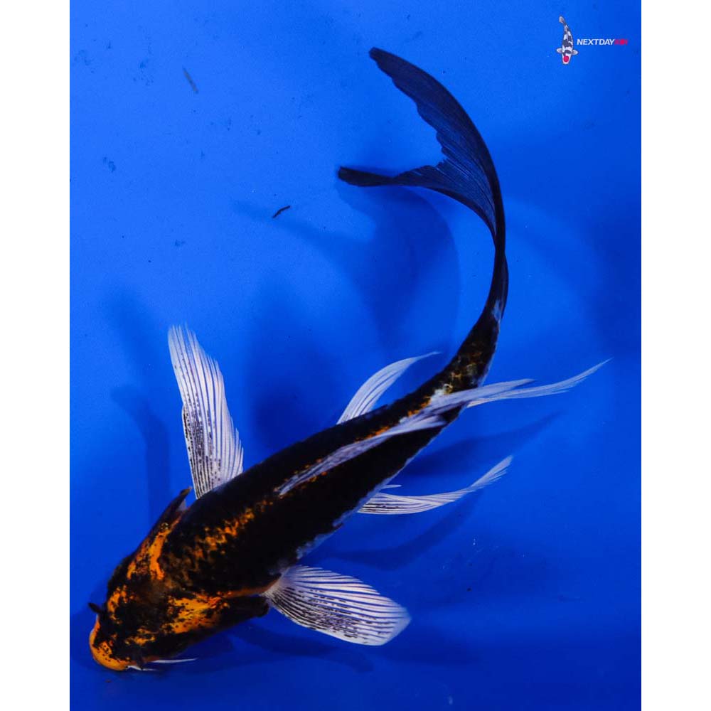 5” Imported Kujaku Butterfly Koi
