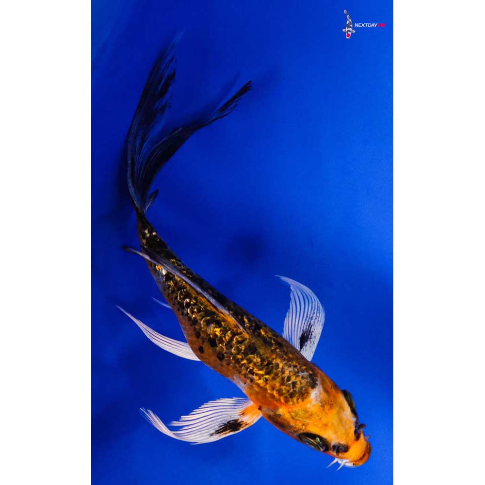 5” Imported Gin Rin Kujaku Butterfly Koi