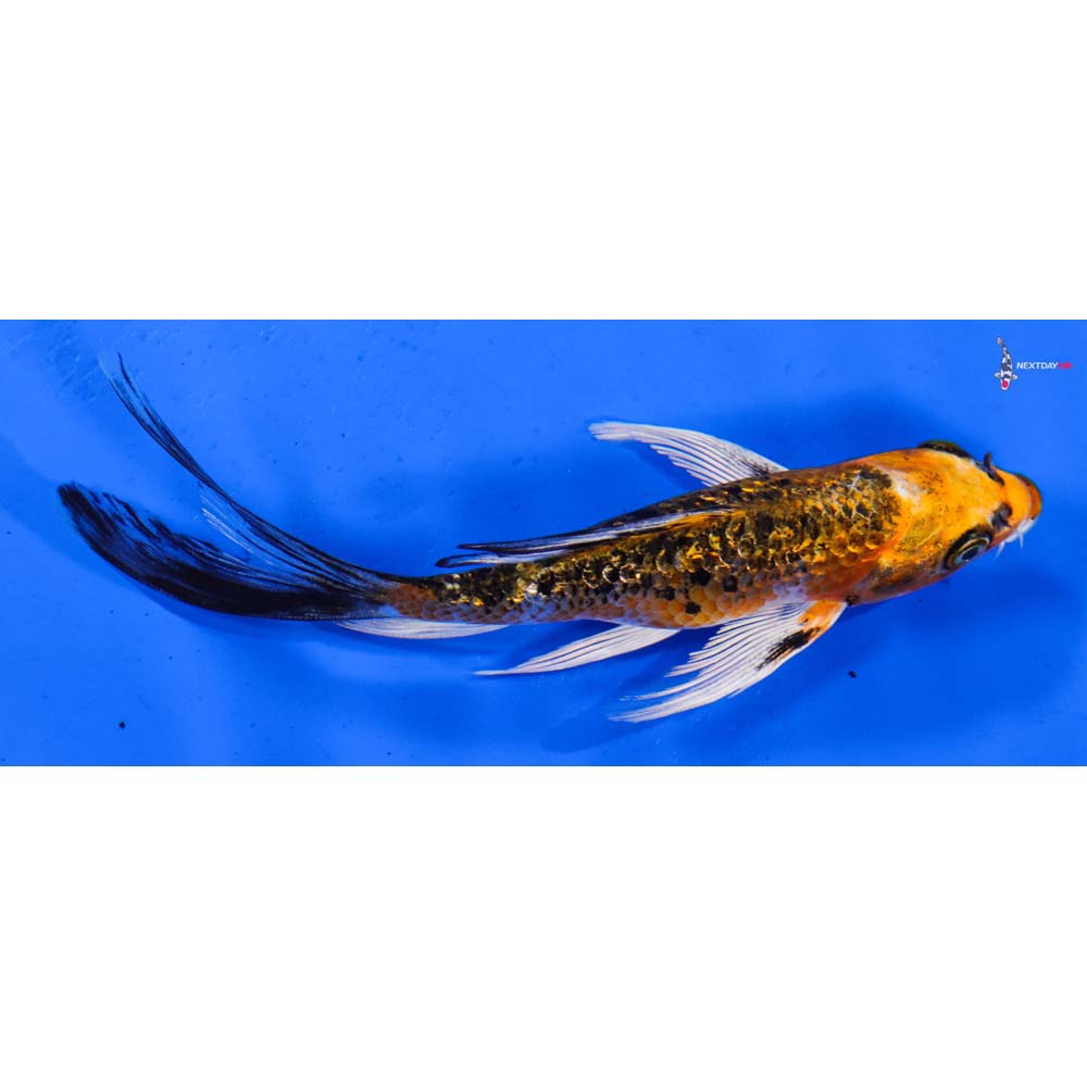5” Imported Gin Rin Kujaku Butterfly Koi