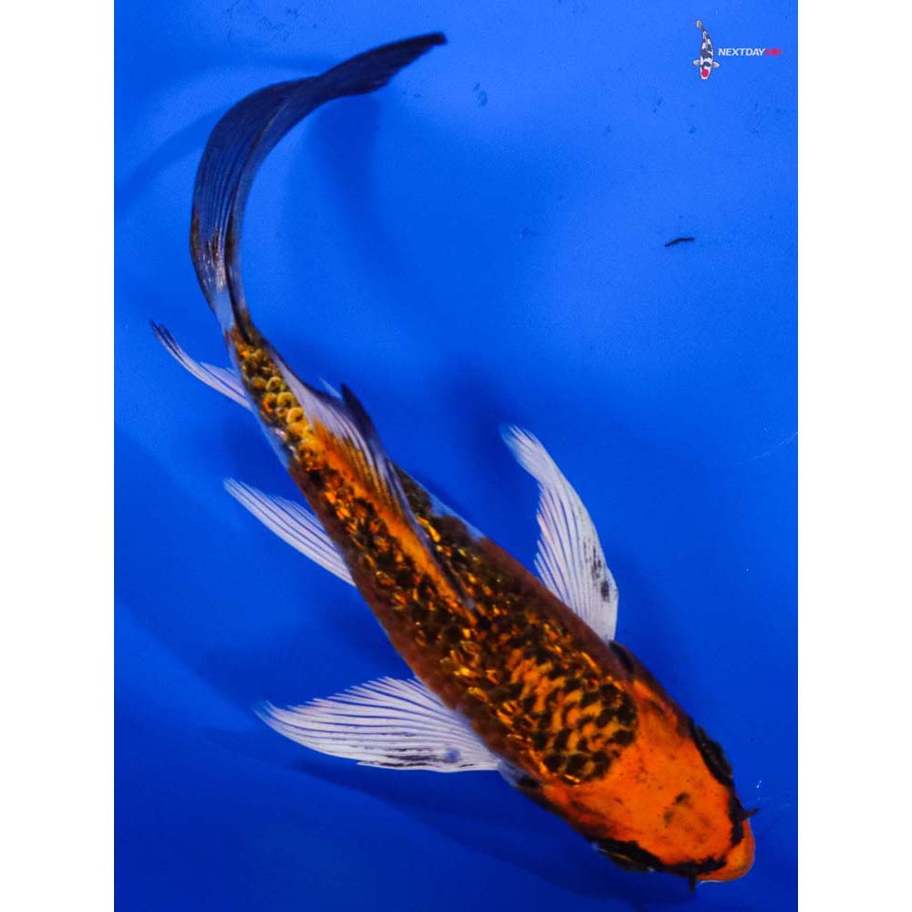 4.5” Imported Gin Rin Kujaku Butterfly Koi
