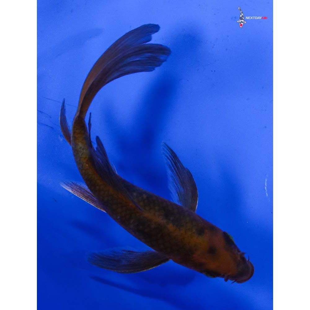 4.5” Imported Chagoi Butterfly Koi