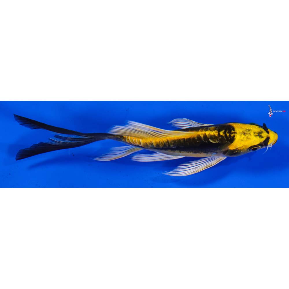 4.5” Imported Kin Kikokuryu Butterfly Koi