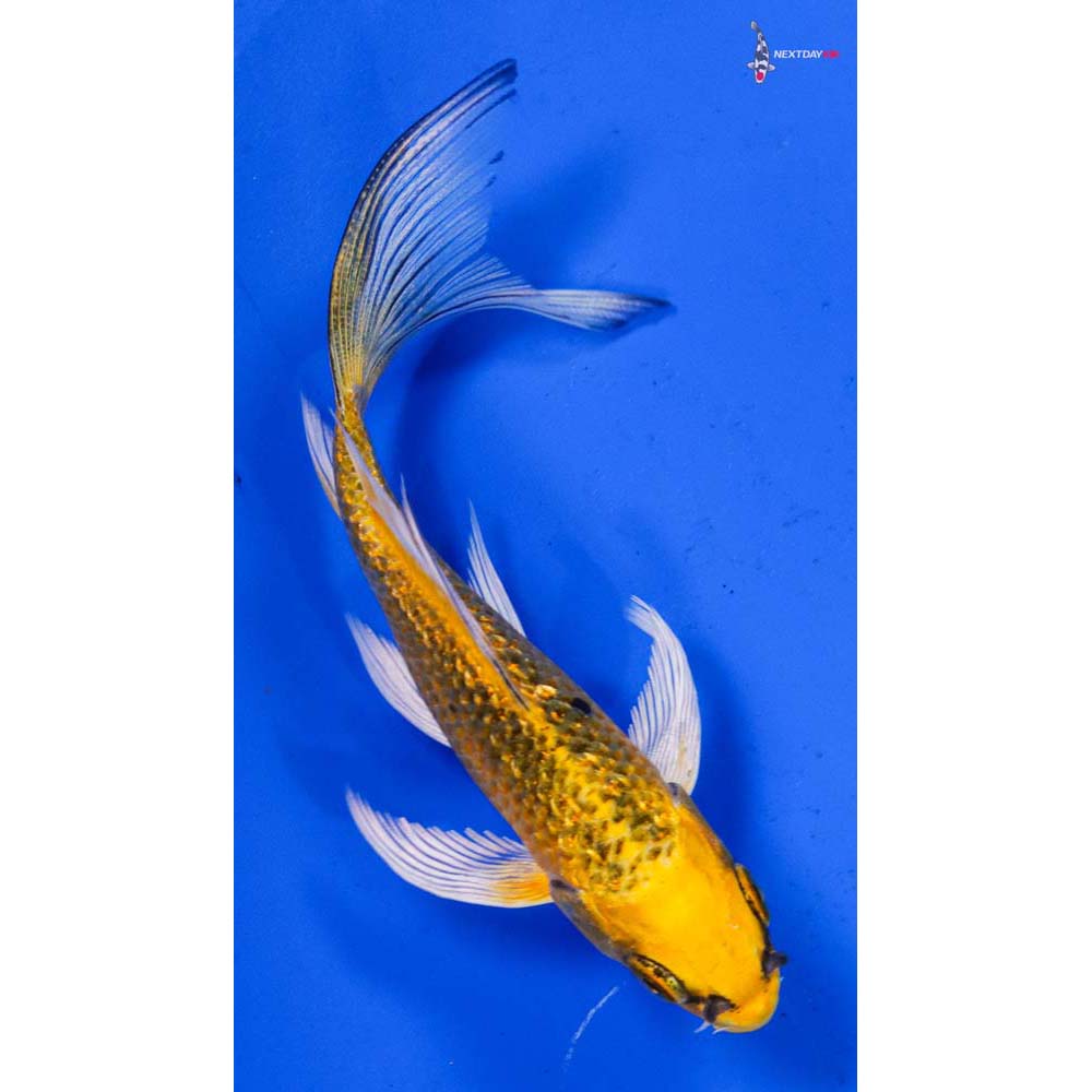 4” Imported Gin Rin Ki Matsuba Butterfly Koi