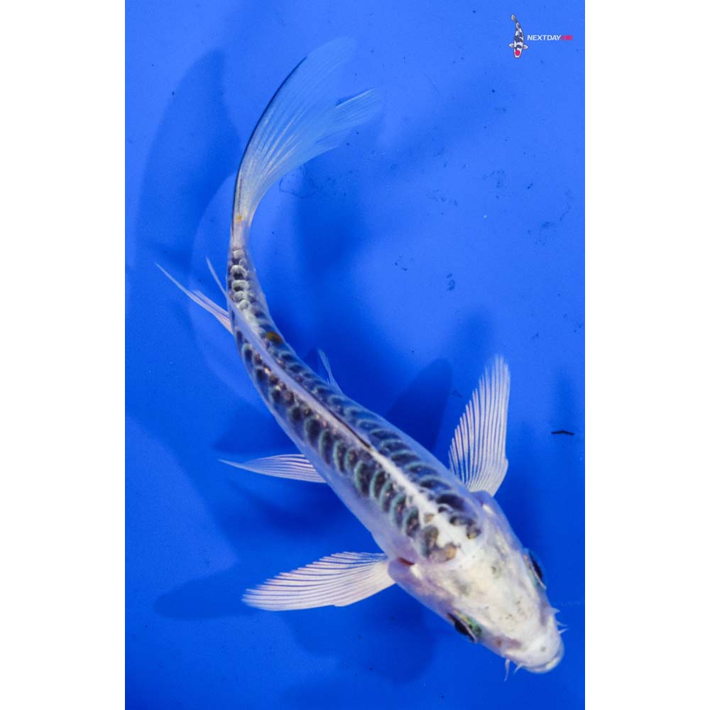 4” Imported Doitsu Gin Matsuba Butterfly Koi