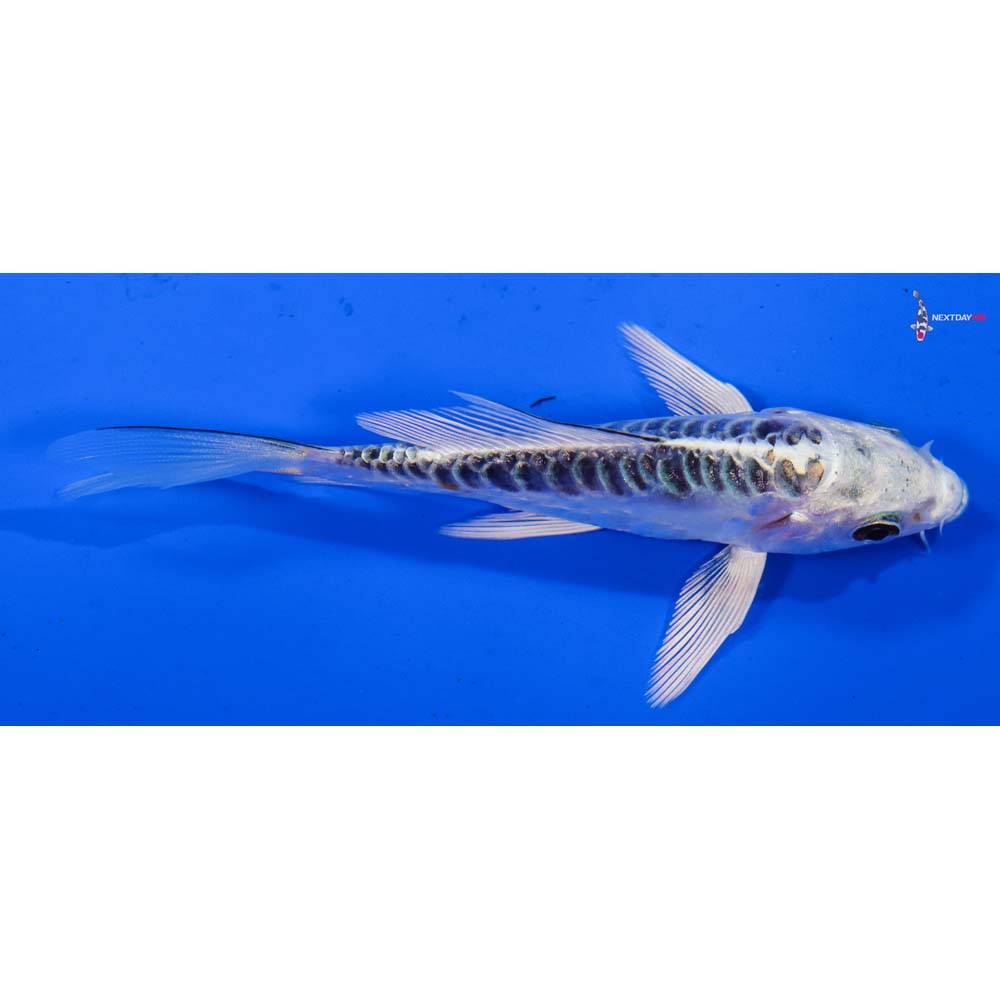 4” Imported Doitsu Gin Matsuba Butterfly Koi