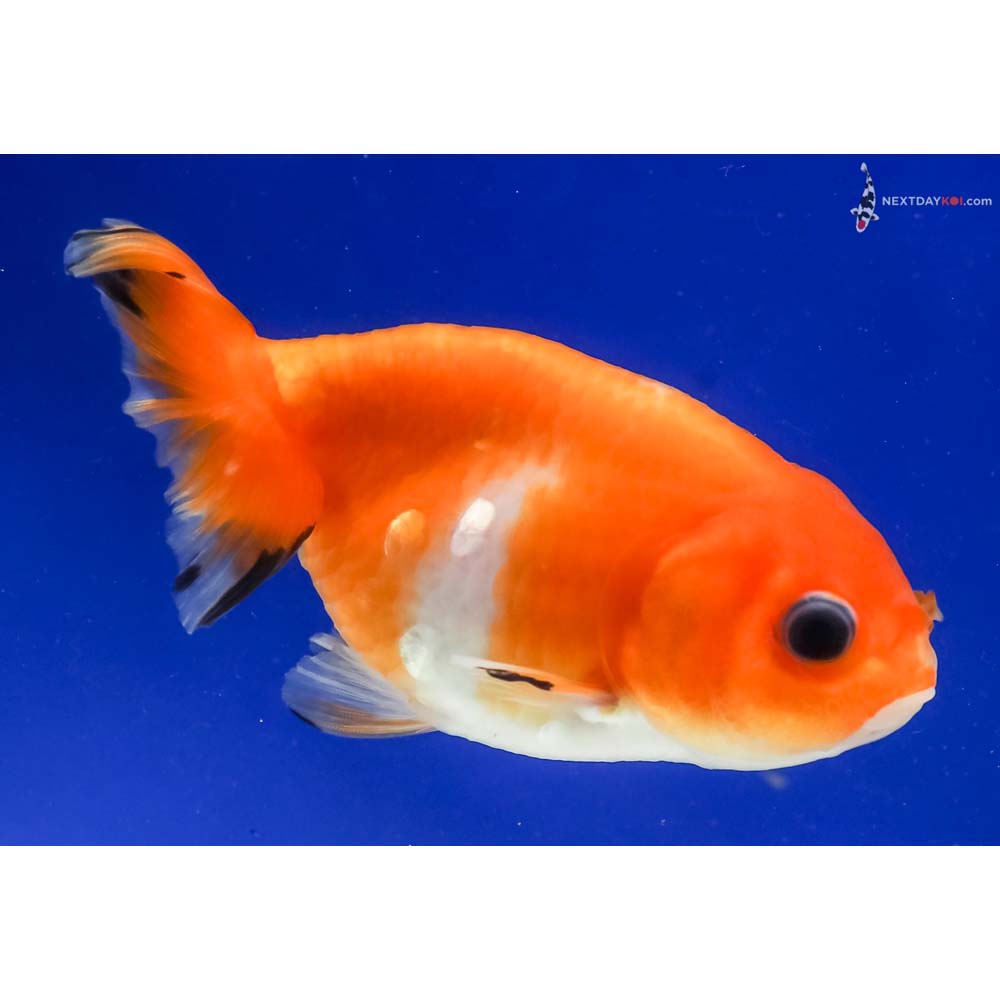 3.5” Imported Red and White Ranchu 