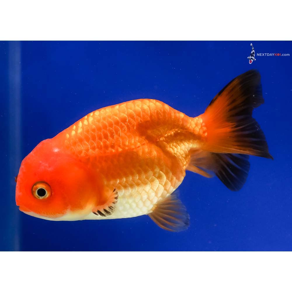 4” Imported Red and Black Ranchu