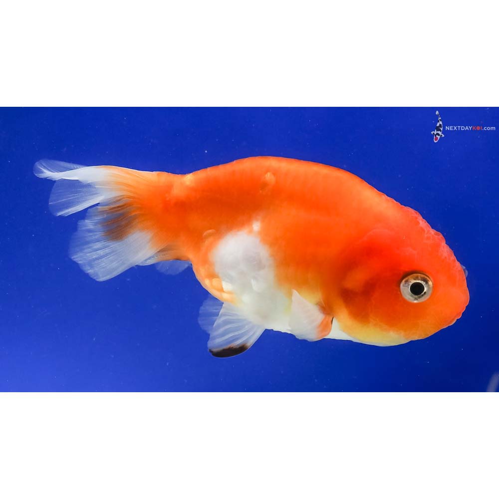 4” Imported Red and White Ranchu 