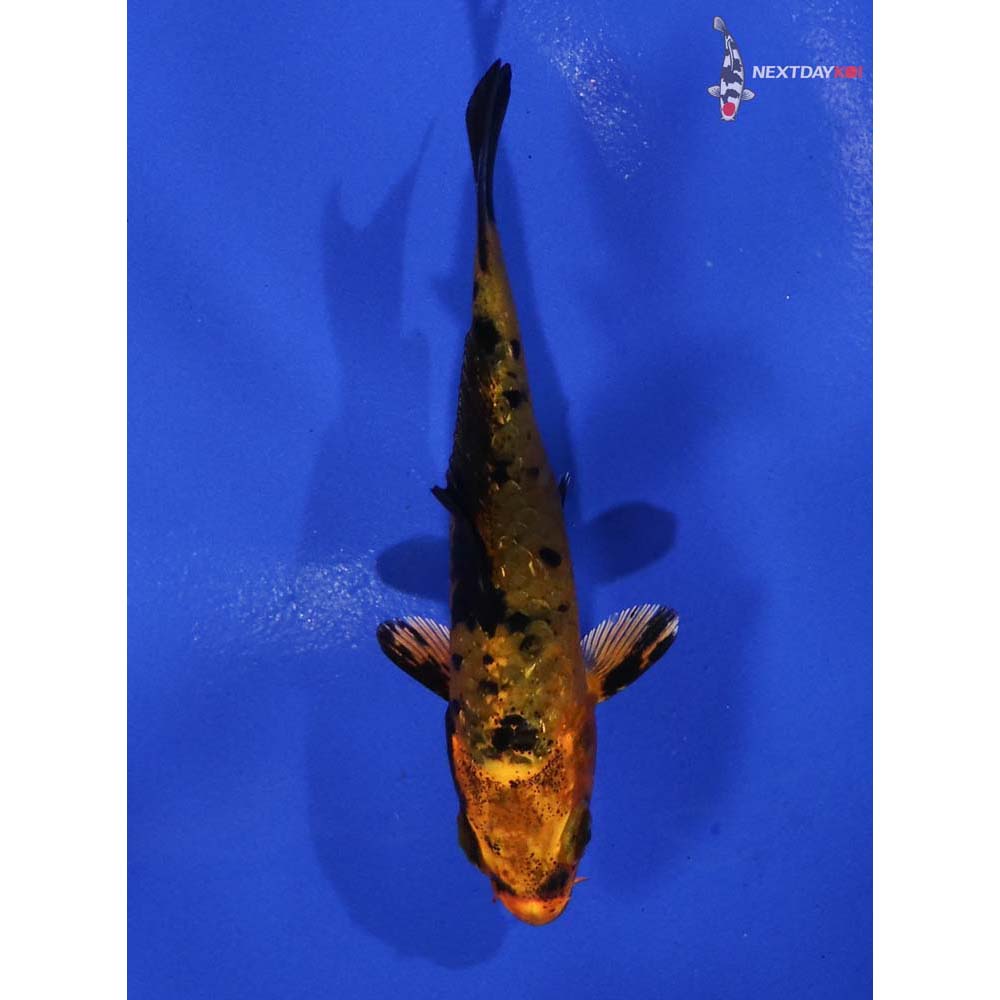 3” Imported Kin Aka Bekko